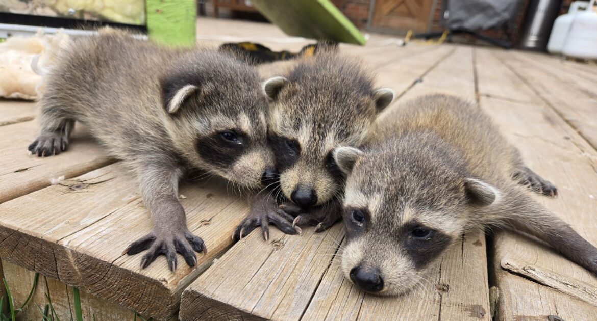 Raccoon Removed from Trailer in Aurora