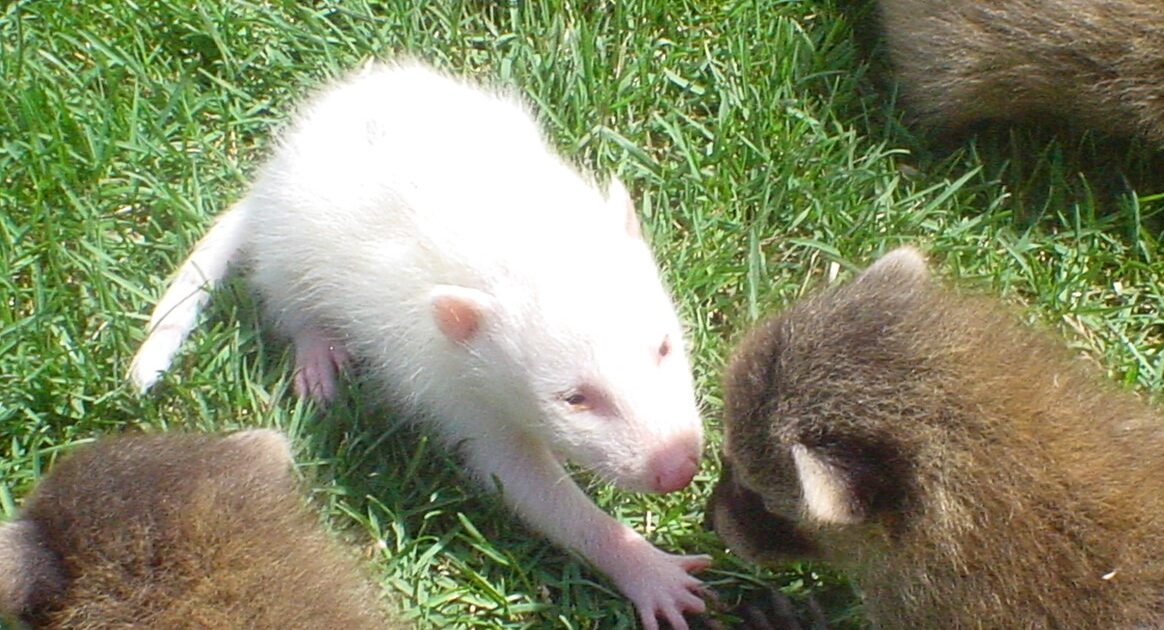 Rare Albino Raccoon Sighting in Ohio