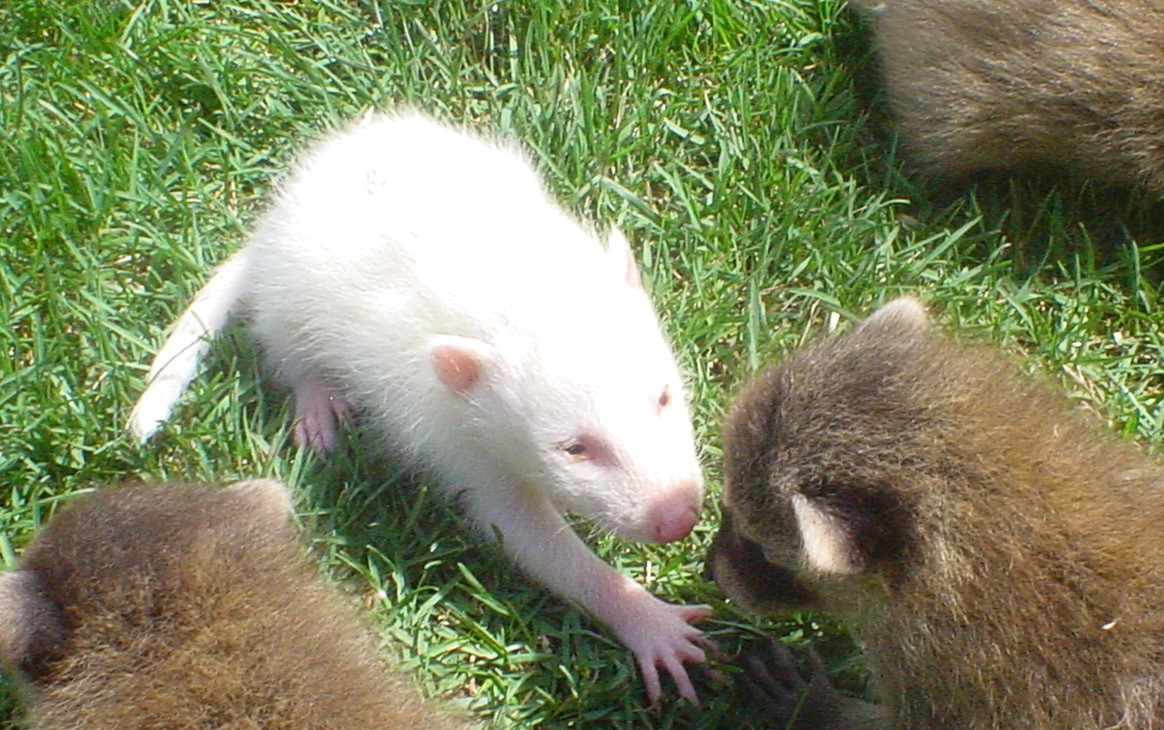 Rare Albino Raccoon Sighting in Ohio
