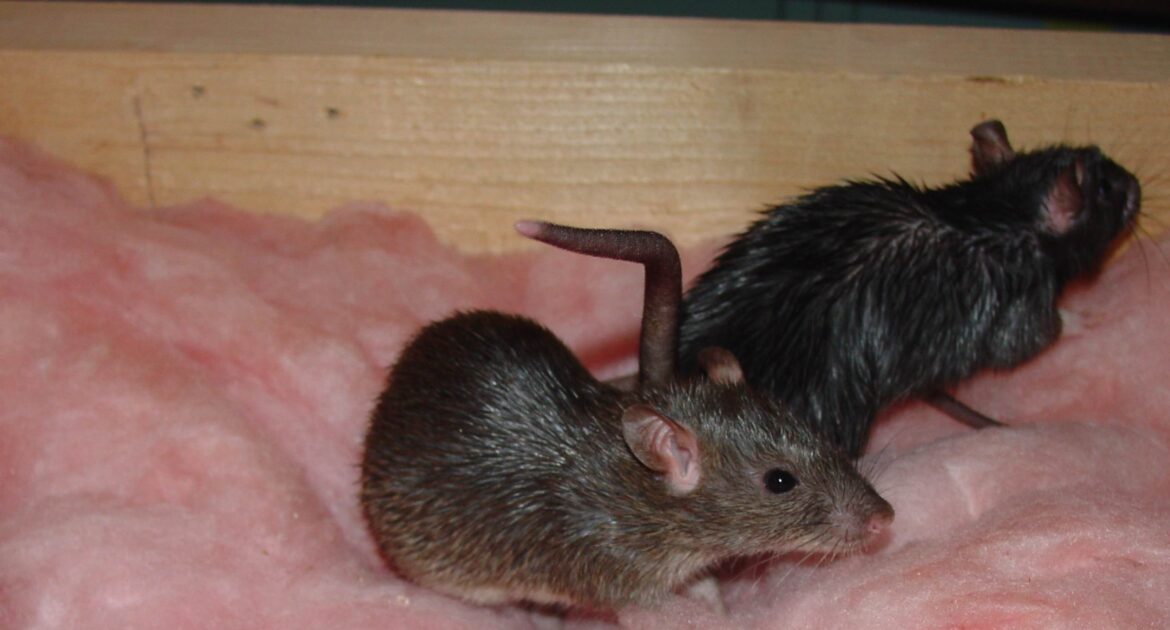 Rats In Your Restaurant