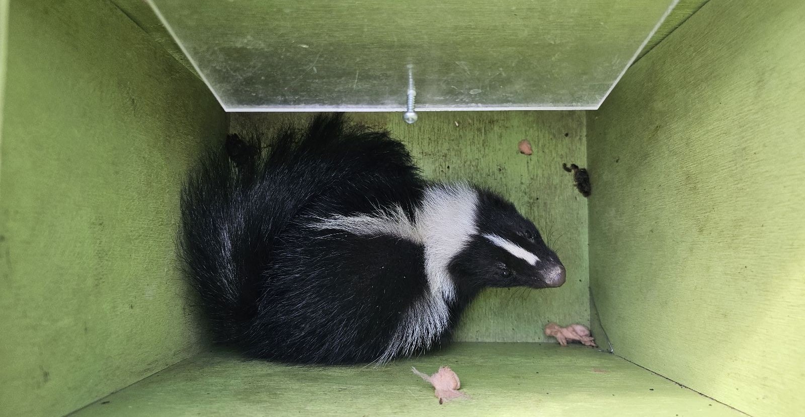 Skunks In Your Home