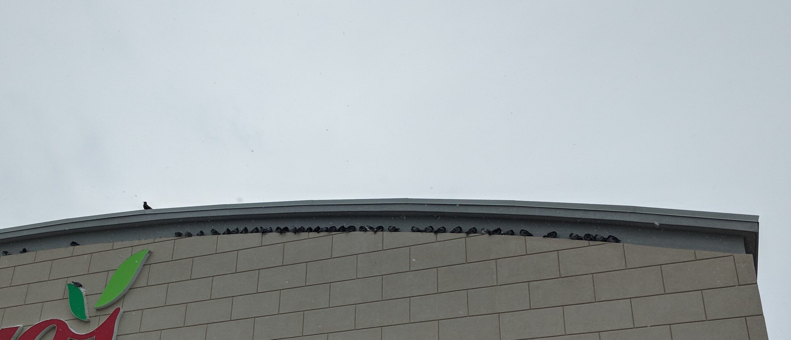 The Health Risks of Pigeons in Winter