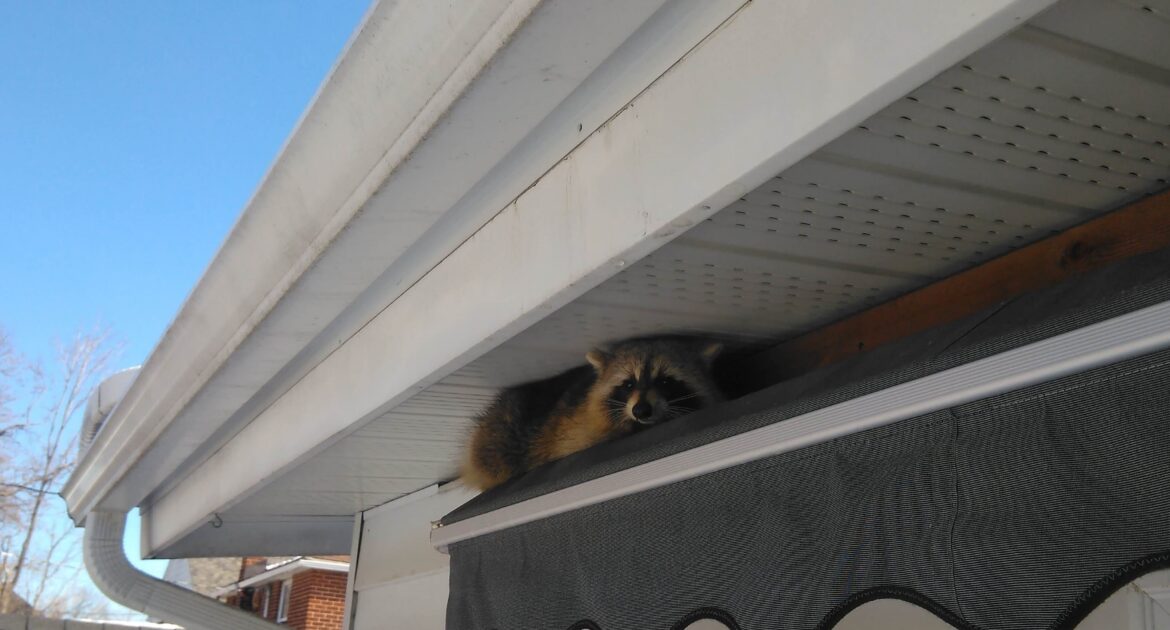 The Raccoon Party House You Won't Believe