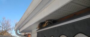 A raccoon peeks out from a tight space between the white eaves of a house and a gray window awning under a clear blue sky.