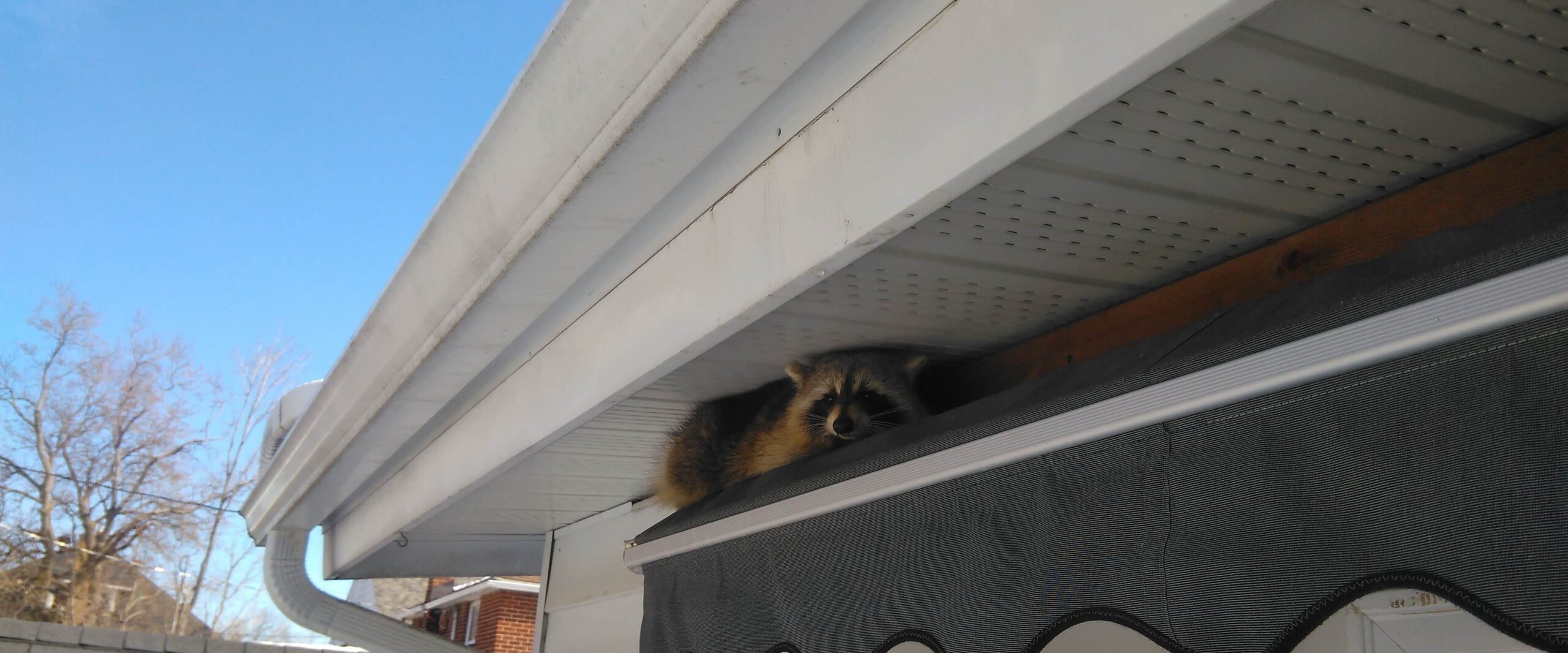 The Raccoon Party House You Won't Believe