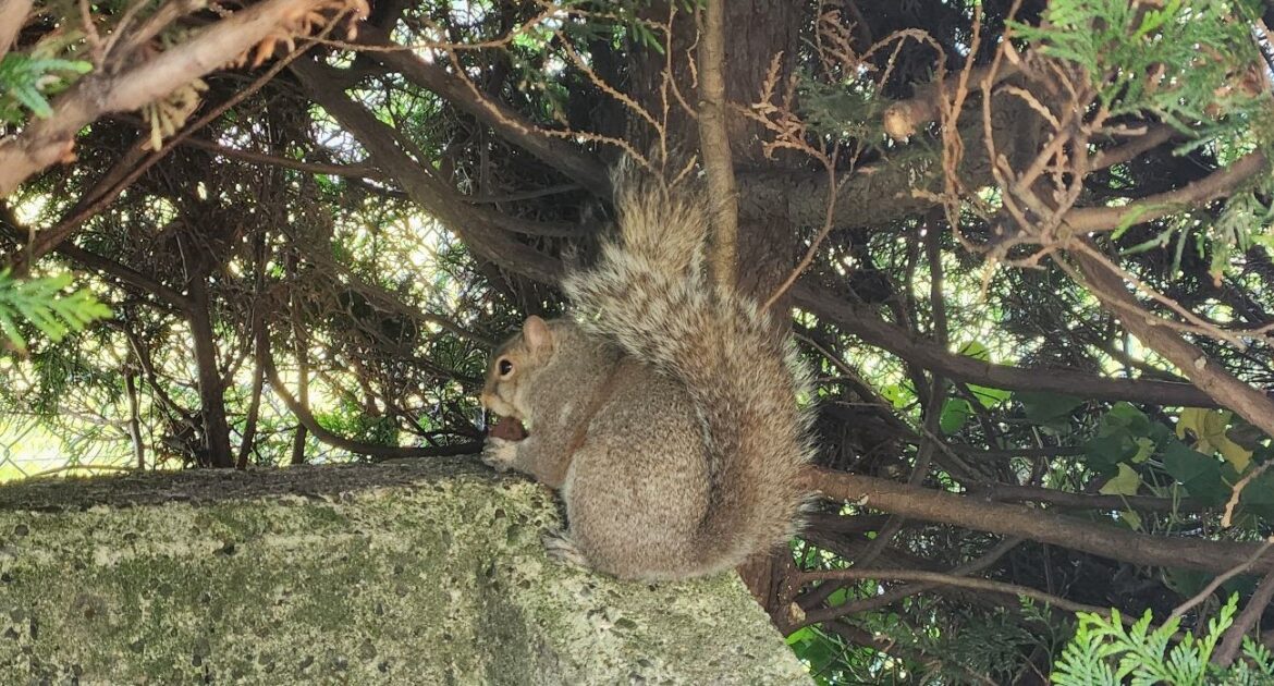 Will Squirrels Be A Problem This Winter