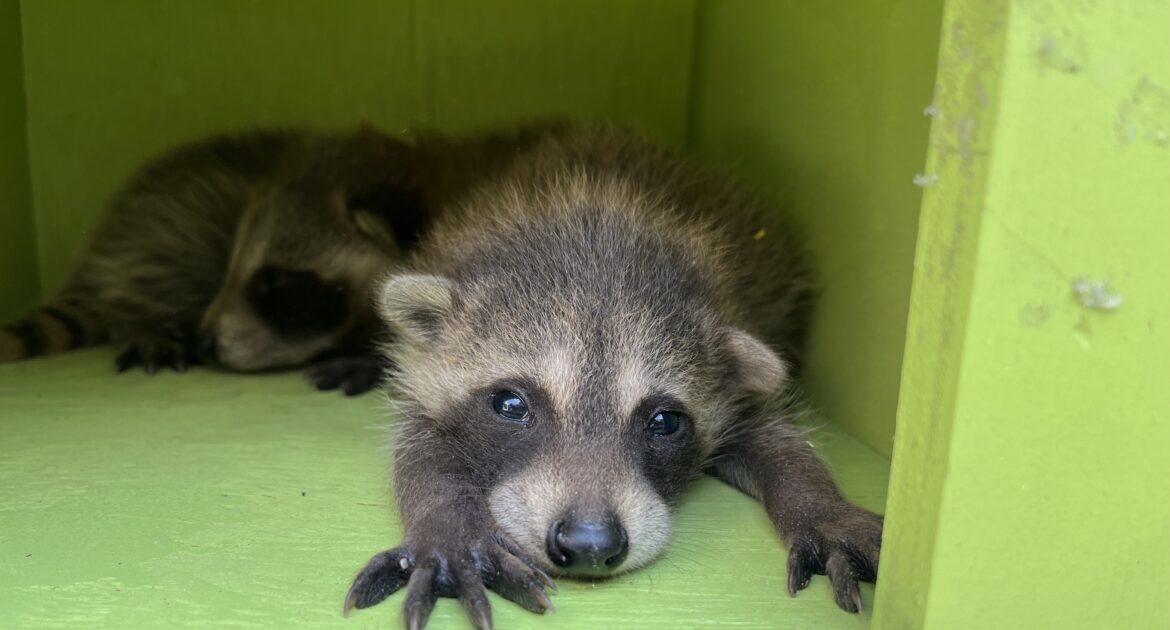 'Ohio’s Raccoon Rabies Baiting Program and What It Means for Your Dog