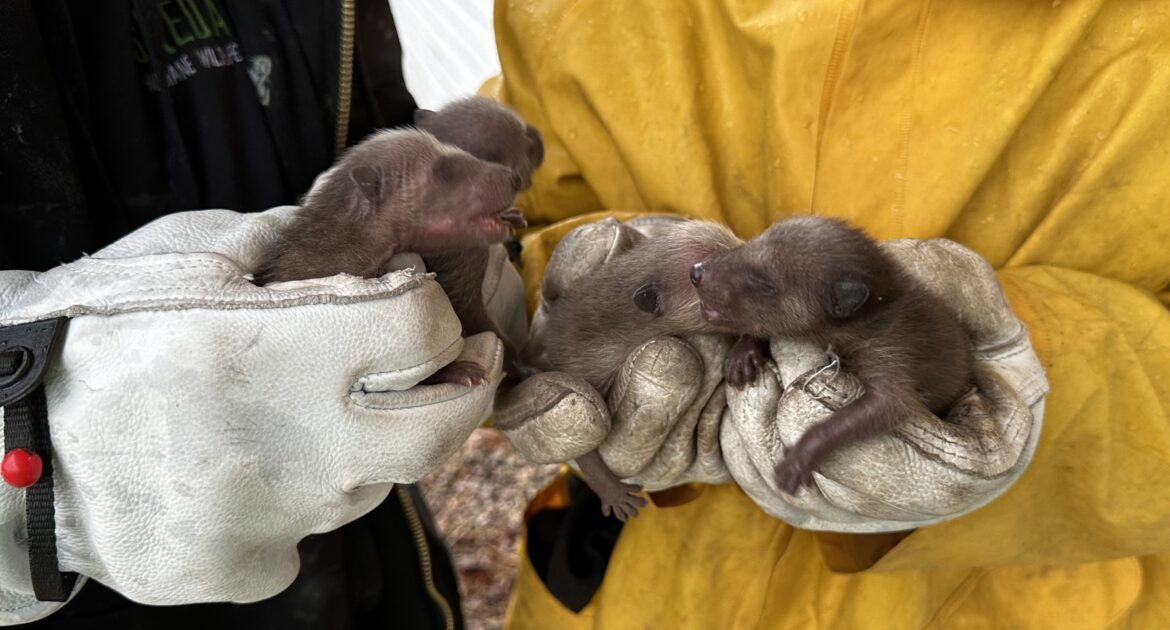 12 Signs of Raccoon Damage Homeowners Often Miss in Winter