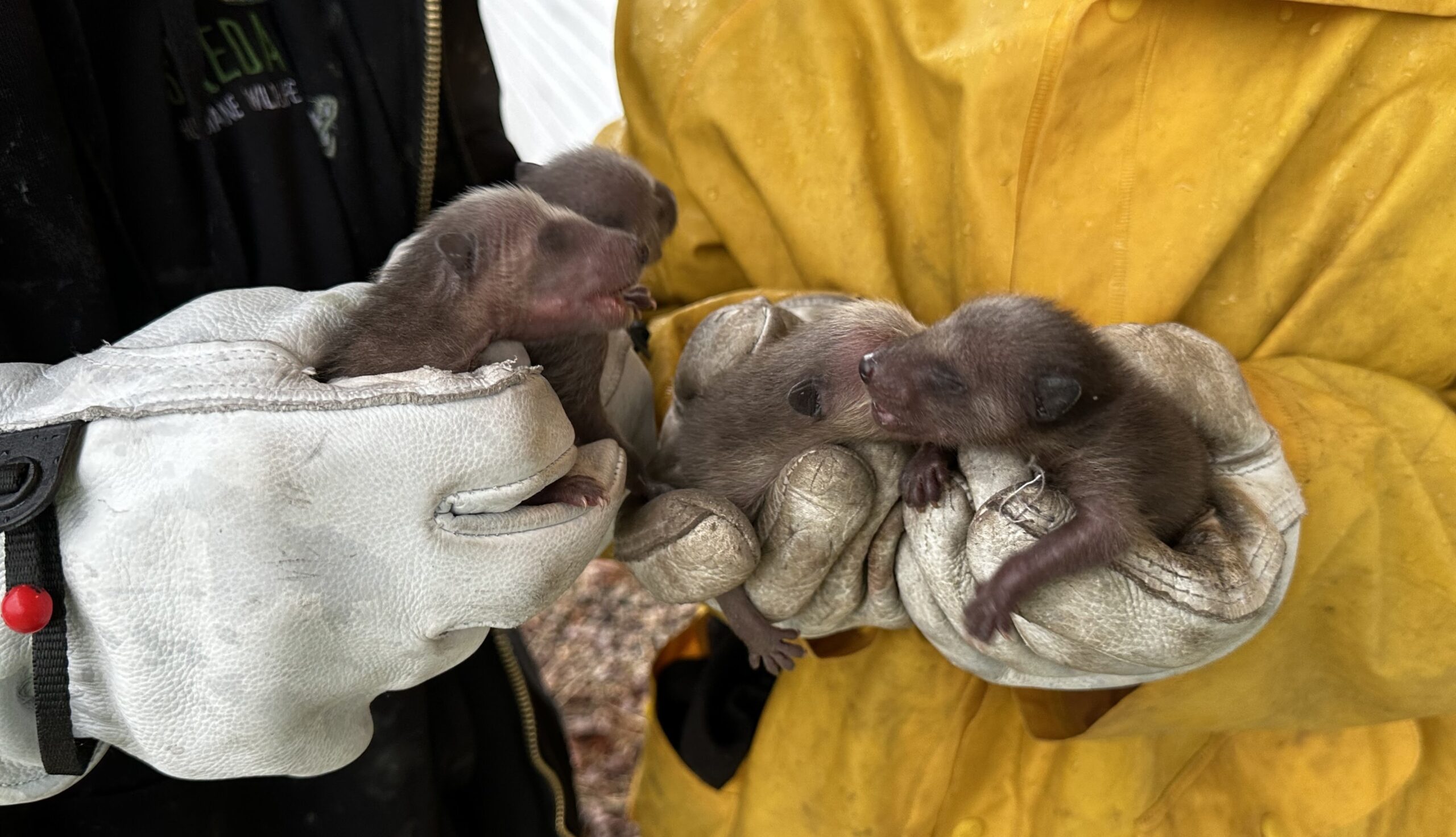 12 Signs of Raccoon Damage Homeowners Often Miss in Winter
