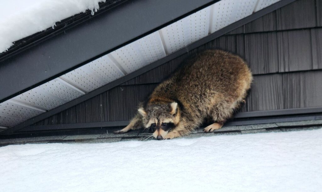 Adult Raccoon Sits in the Snow on the Roof
