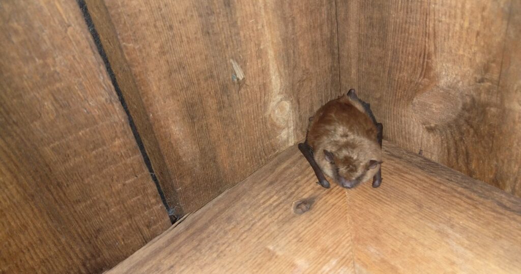 Bat Attic Skedaddle Wildlife Control Bat Attic Skedaddle Wildlife Control