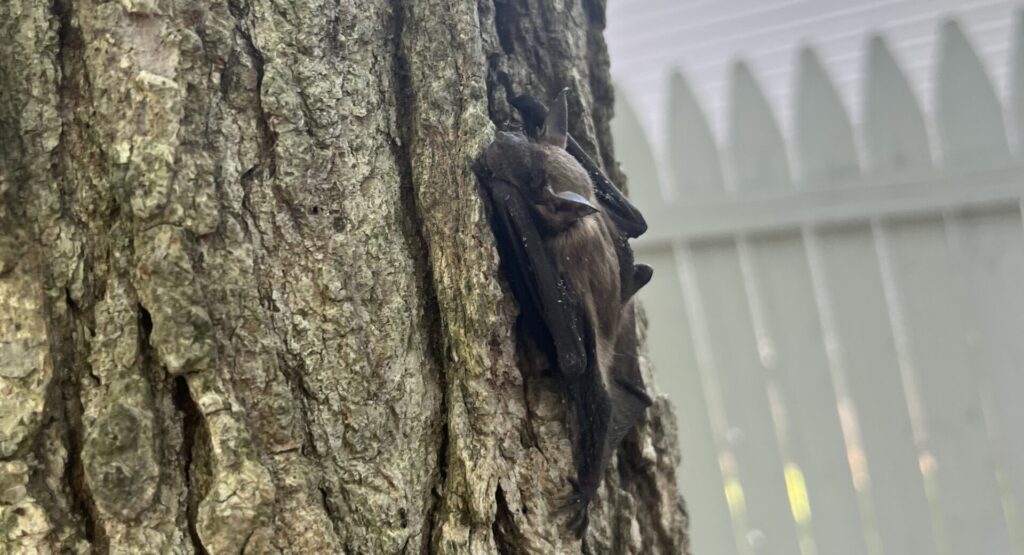Minnesota Bat in Tree
