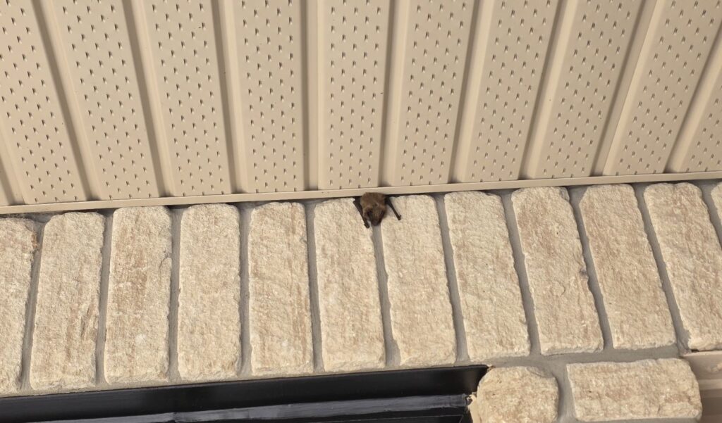 Minnesota Bat on Home