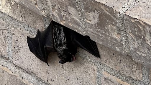 Bat Colonies How They Communicate and Live Together