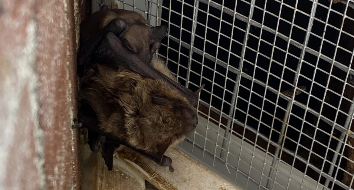 Bat Droppings in Your Madison Attic