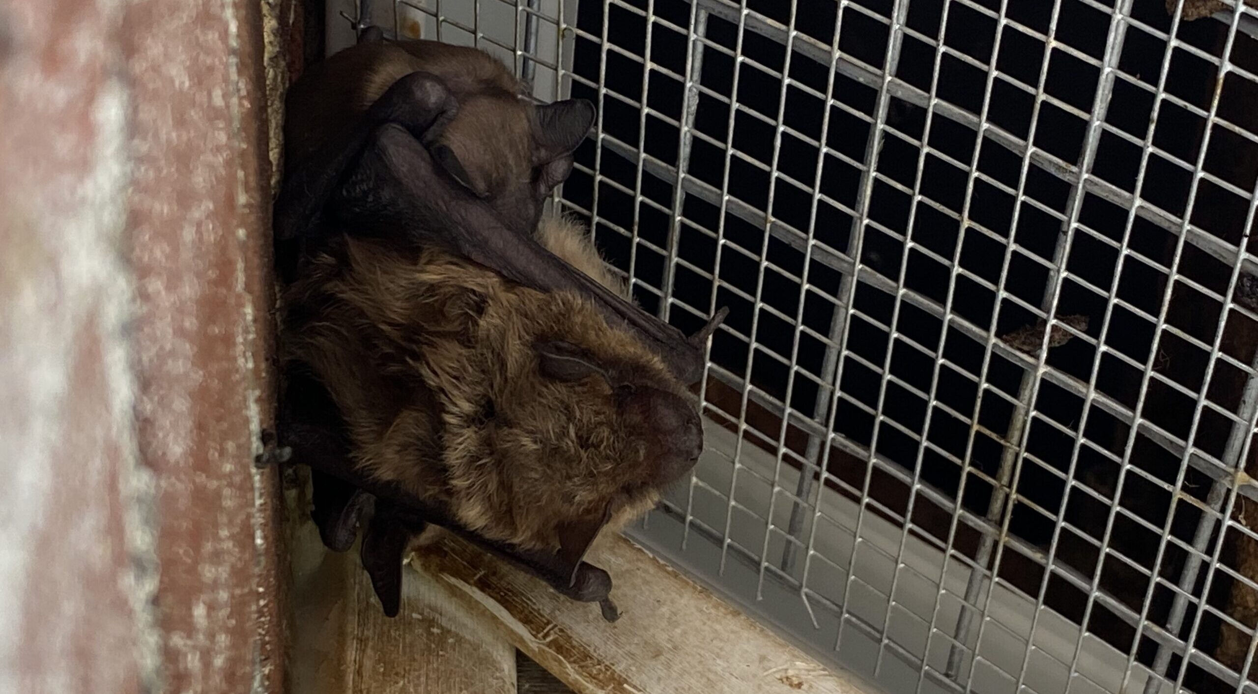 Bat Droppings in Your Madison Attic