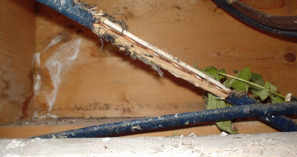 Chewed Wire in Upper Arlington Chewed Wire in Upper Arlington