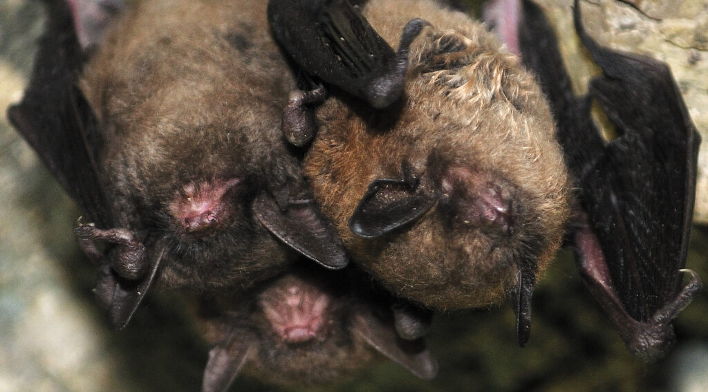 Couple Bats Couple Bats