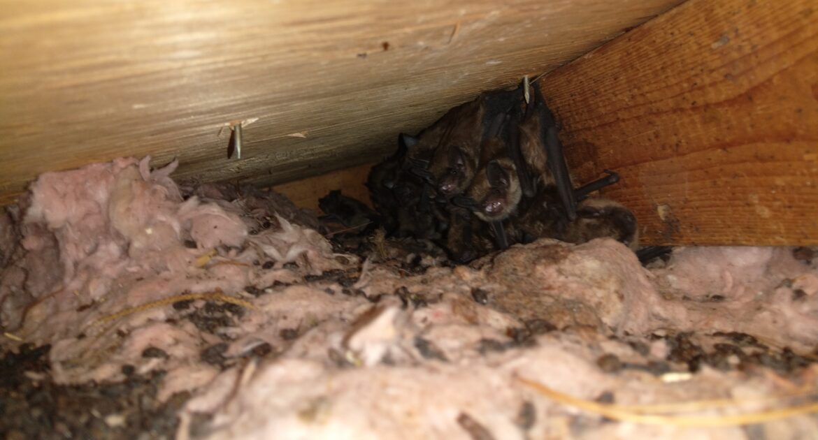 Dangers of DIY Bat Removal During Winter Months
