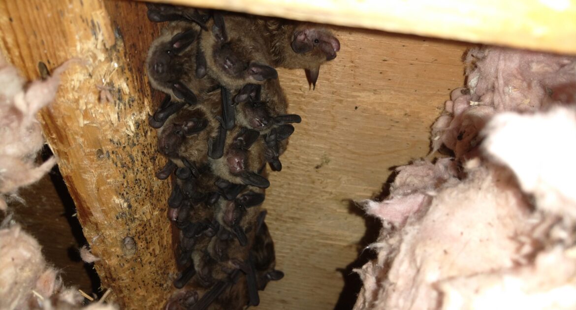 Do Bats Hibernate in Atlanta Attics