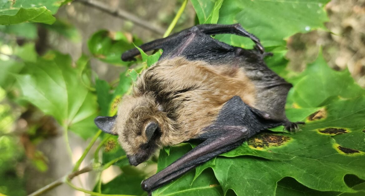 Do Bats Hibernate in Denver Homes During the Winter