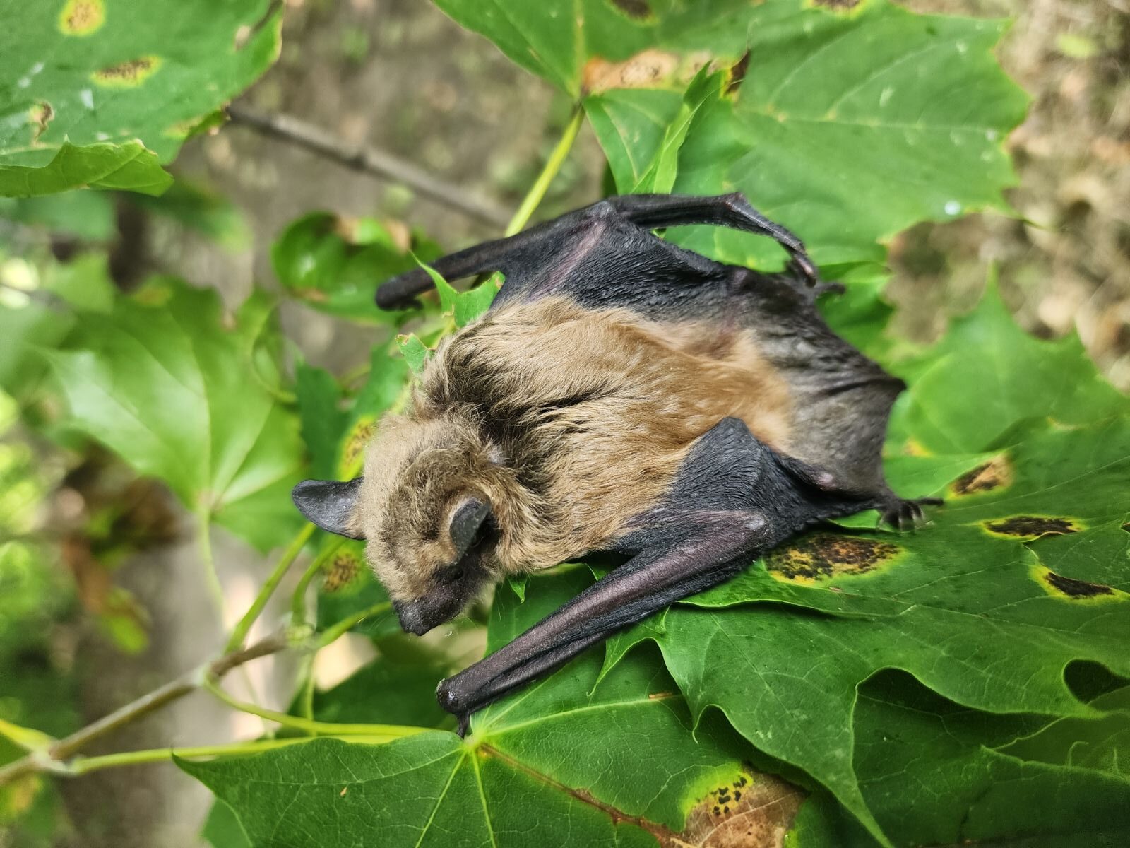 Do Bats Hibernate in Denver Homes During the Winter