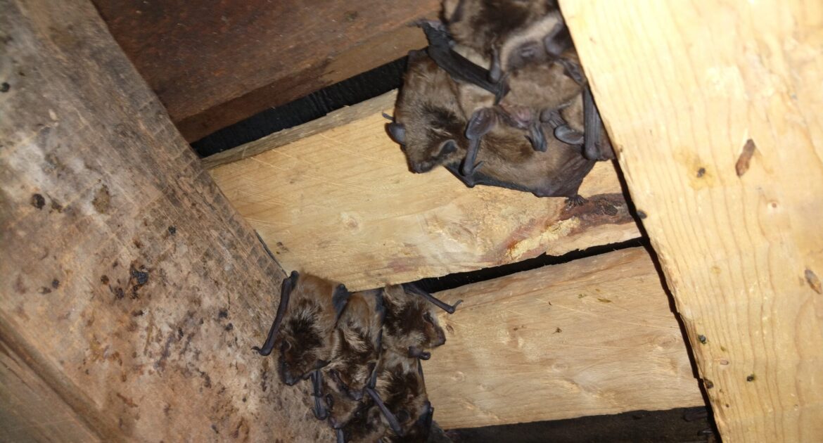 Do Bats Hibernate in Ohio Homes During Winter