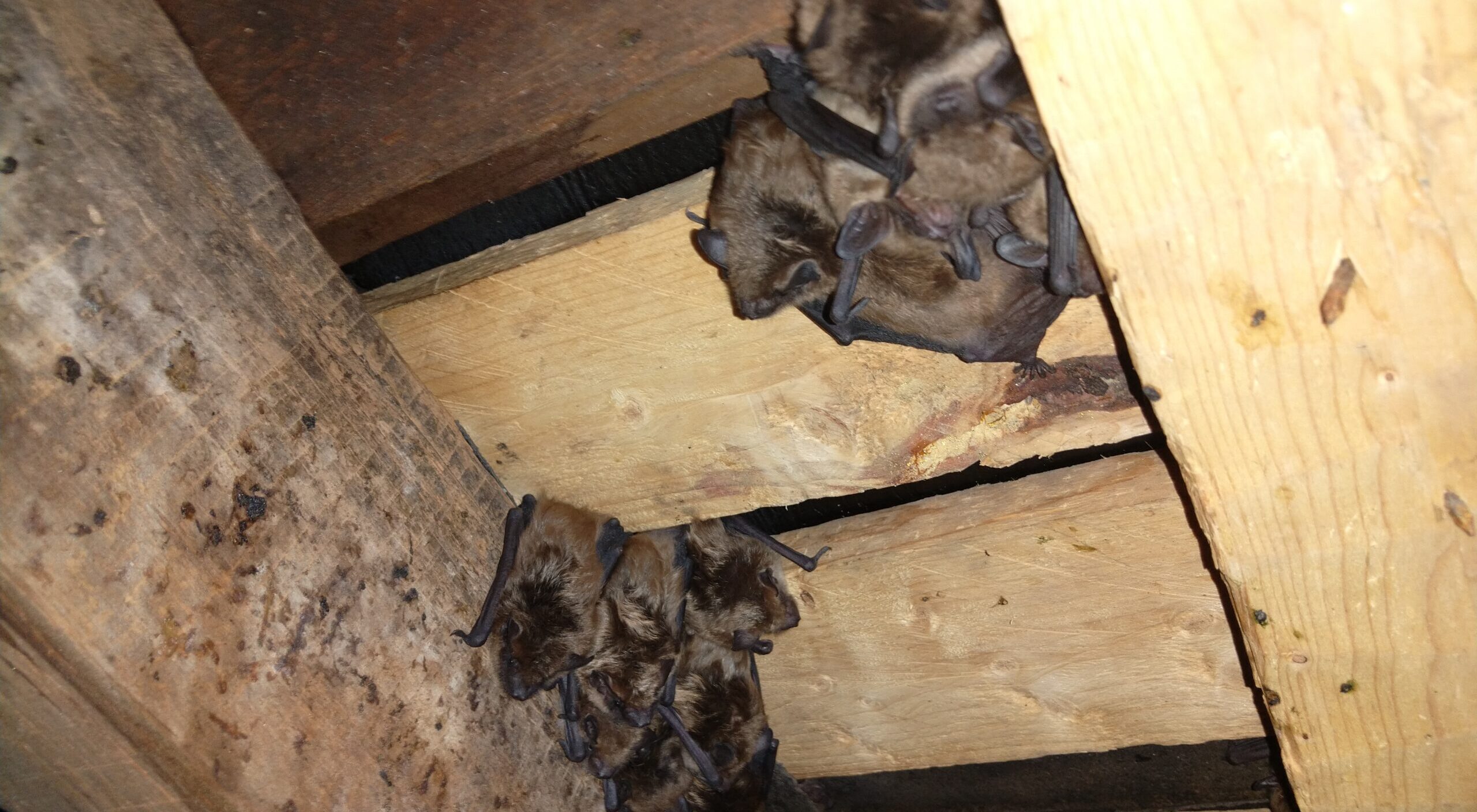 Do Bats Hibernate in Ohio Homes During Winter