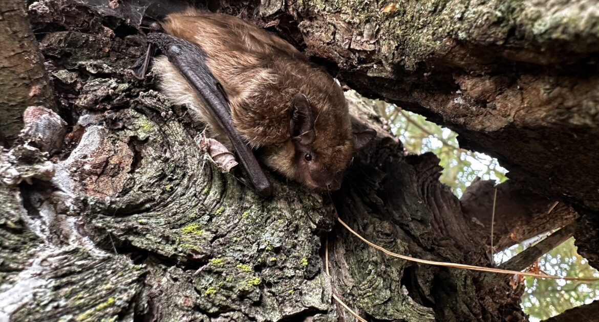 Do Bats Really Hibernate All Winter