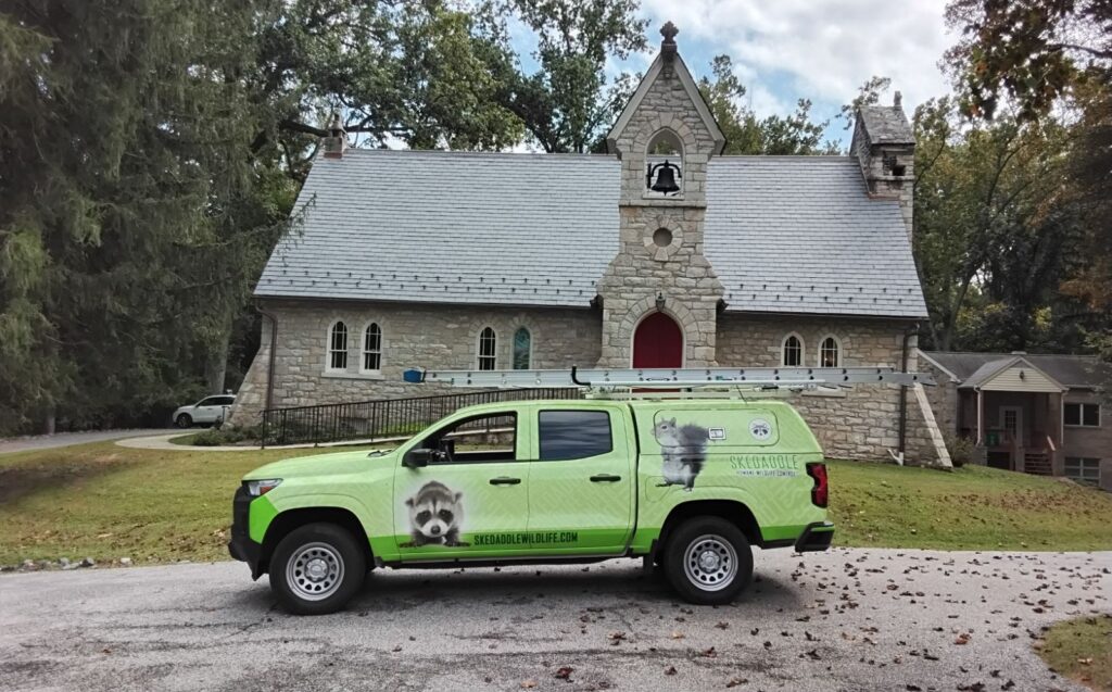 Do Bats Hibernate All Winter Do Bats Hibernate All Winter