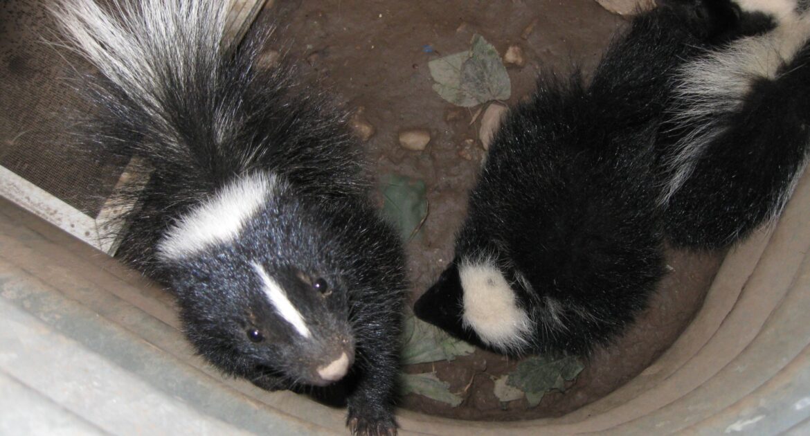 Do Skunks Hibernate in Toronto