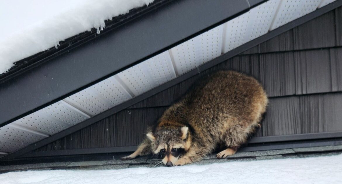 Frozen Chimneys and Attics