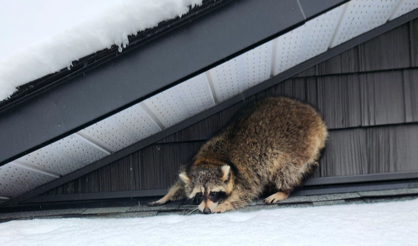Frozen Chimneys and Attics