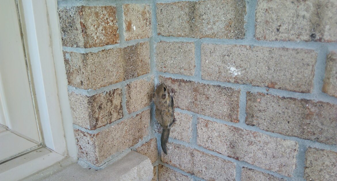 Grey vs. Flying Squirrels in Atlanta