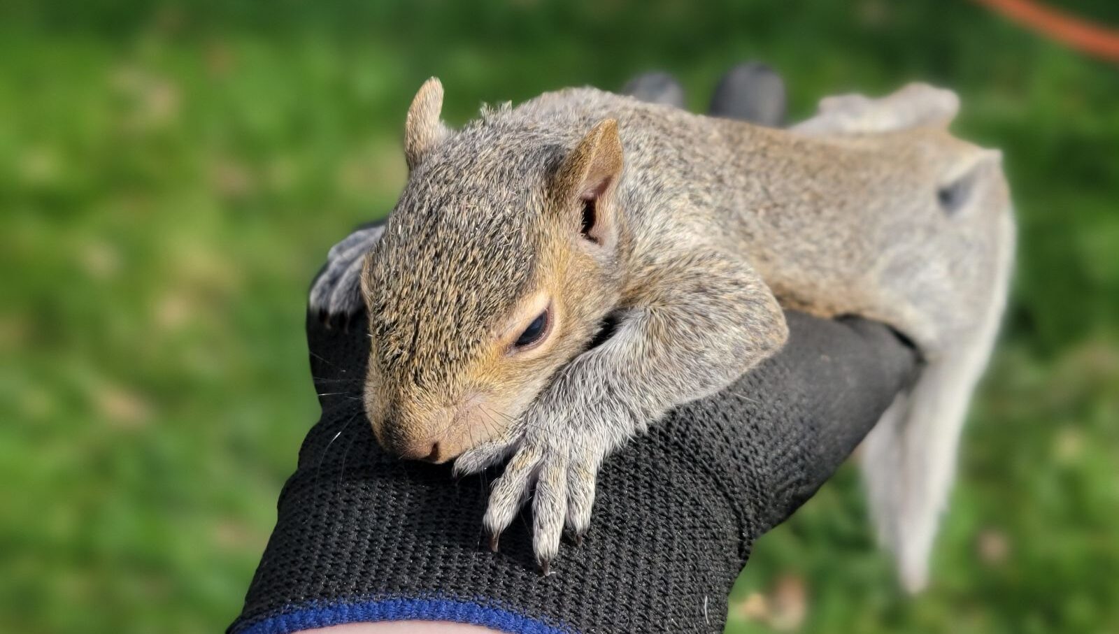 Atlanta Squirrel Healed up by Skedaddle Technician Atlanta Squirrel Healed up by Skedaddle Technician