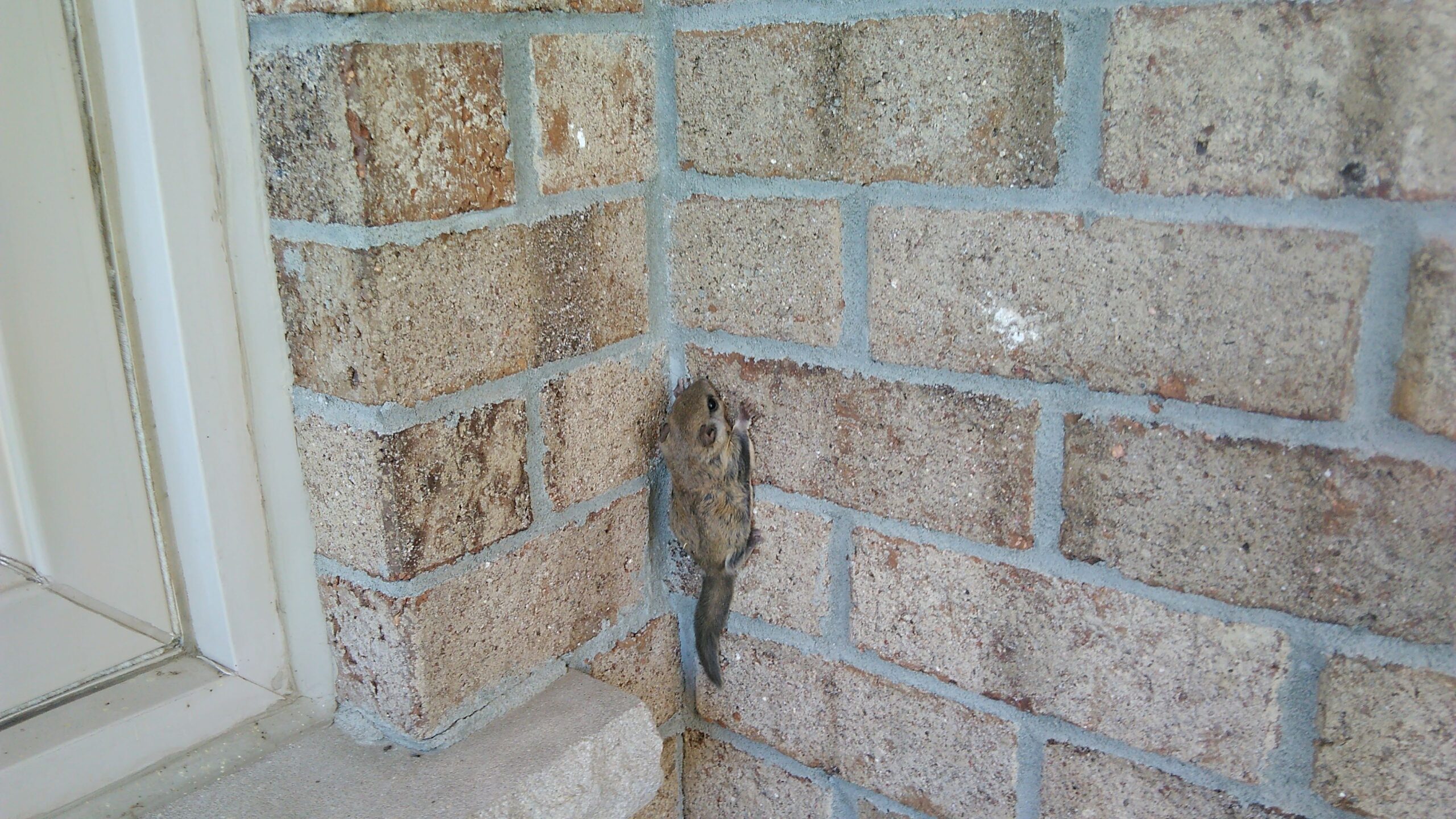 Grey vs. Flying Squirrels in Atlanta