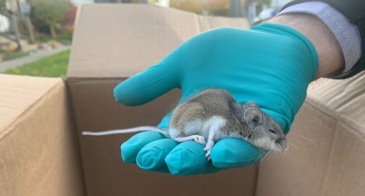 Holiday Travel Tip - How to Wildlife-Proof Your Home Before Leaving