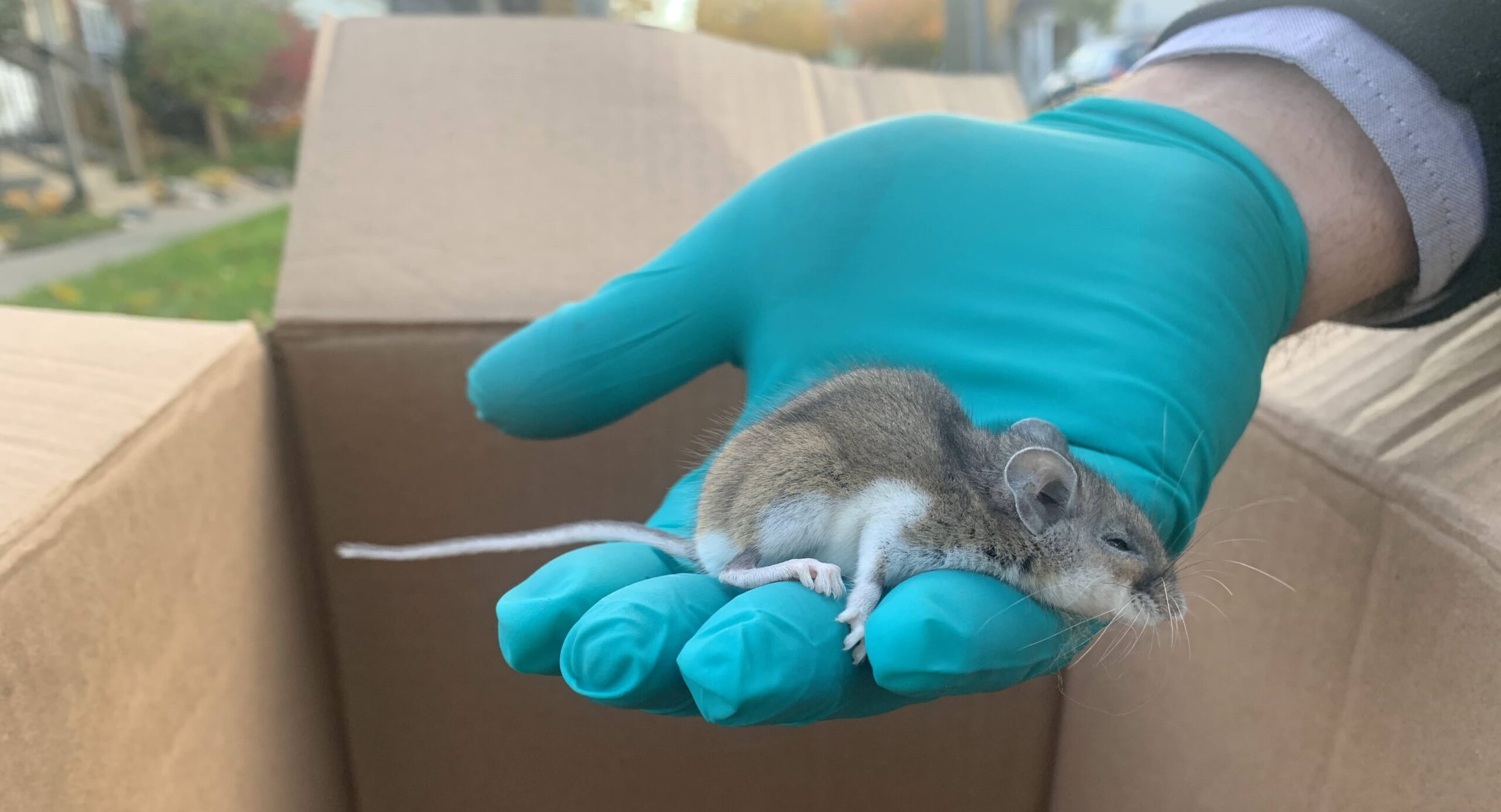 Holiday Travel Tip - How to Wildlife-Proof Your Home Before Leaving