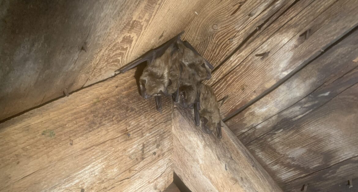 How Bat Droppings Impact Indoor Air Quality in Ohio Attics