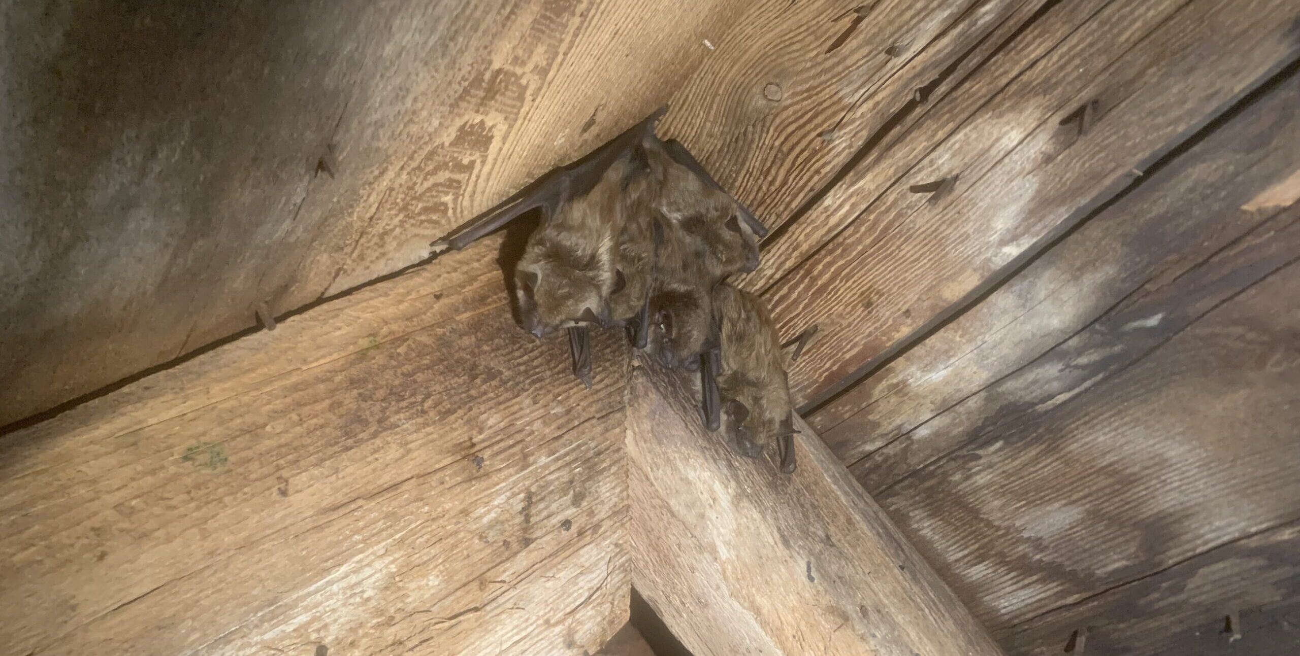 How Bat Droppings Impact Indoor Air Quality in Ohio Attics
