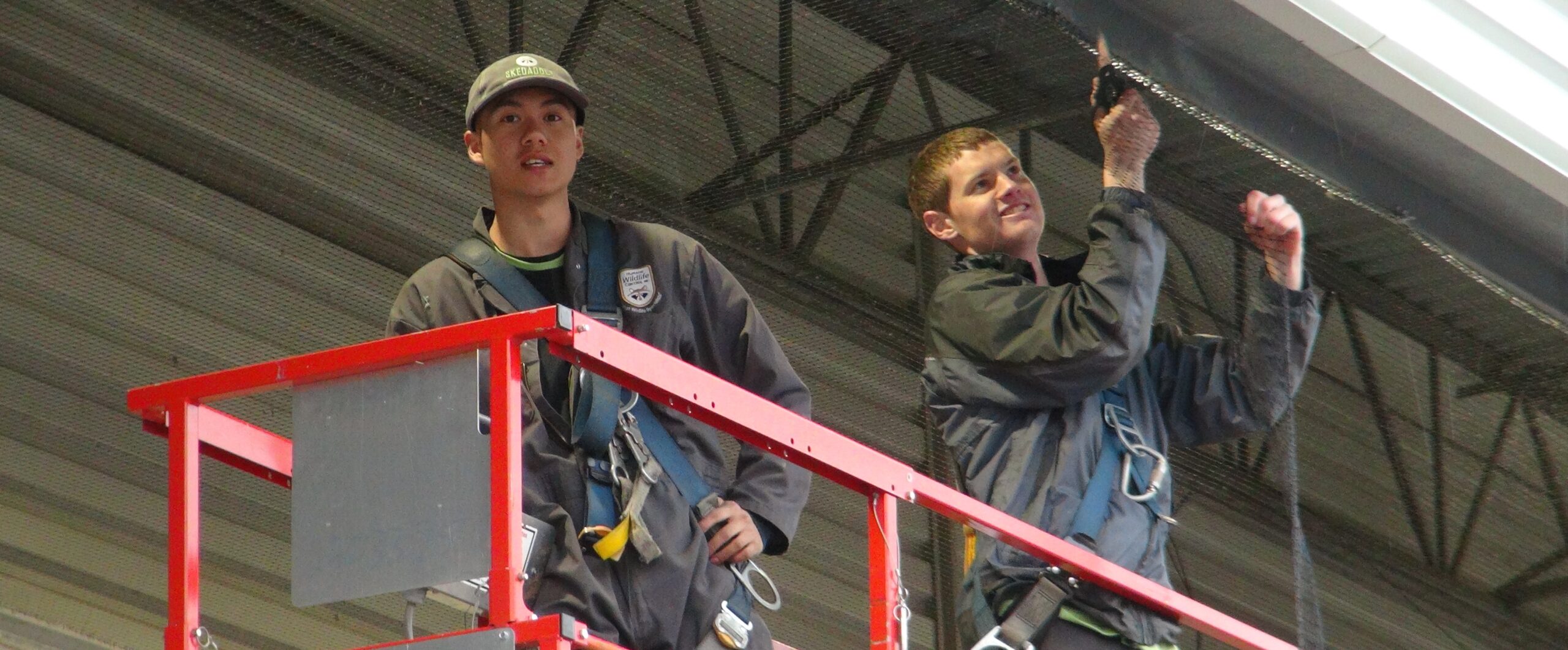 How Birds Spread Droppings and Disease in Toronto Businesses in Winter
