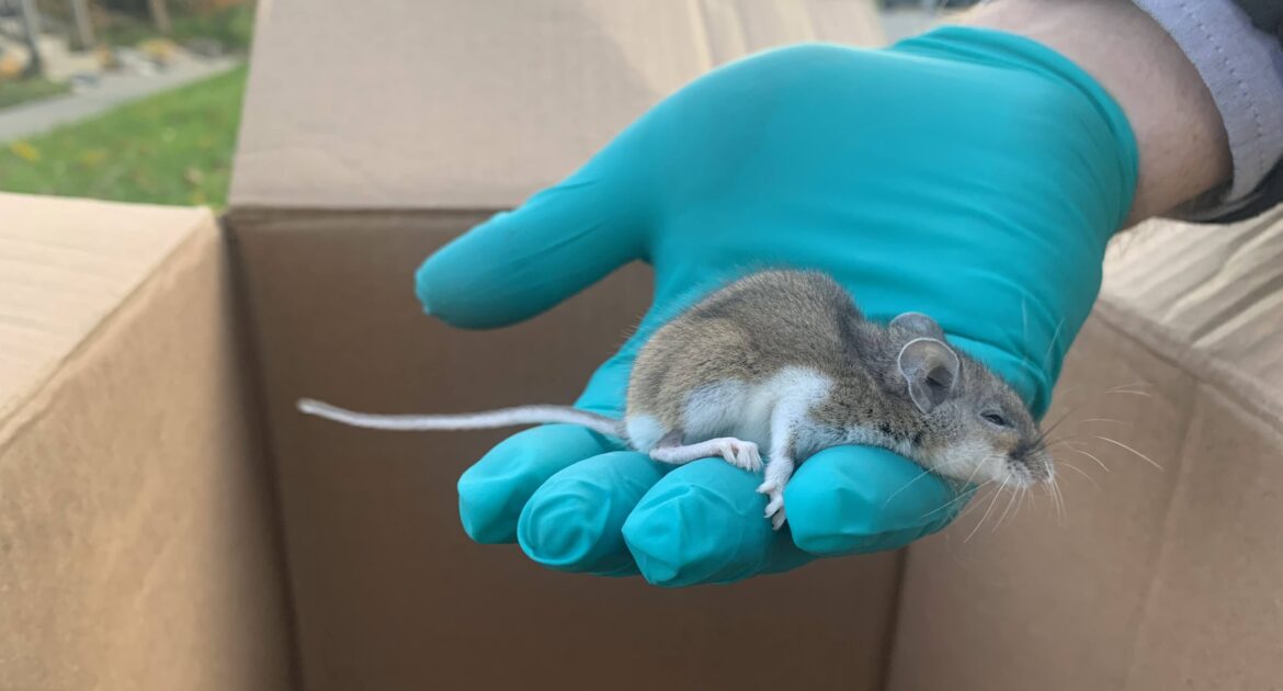 How Cold Weather Drives Mice Into Restaurants and Businesses
