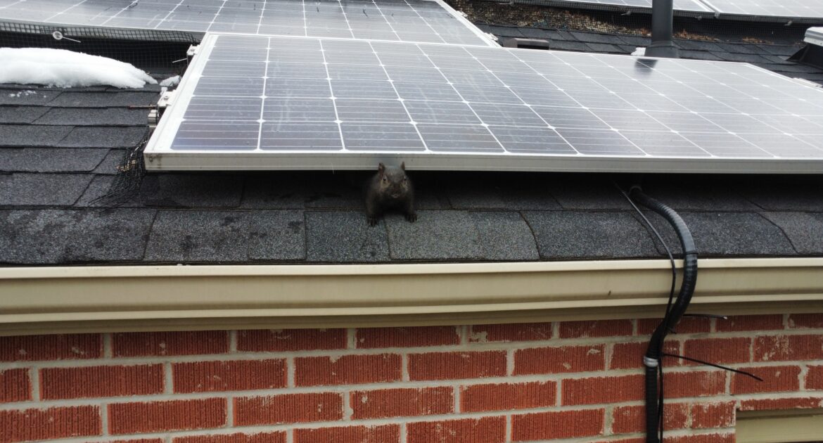 How Colorado’s Harsh Winters Drive Squirrels Into Attics and Chimneys
