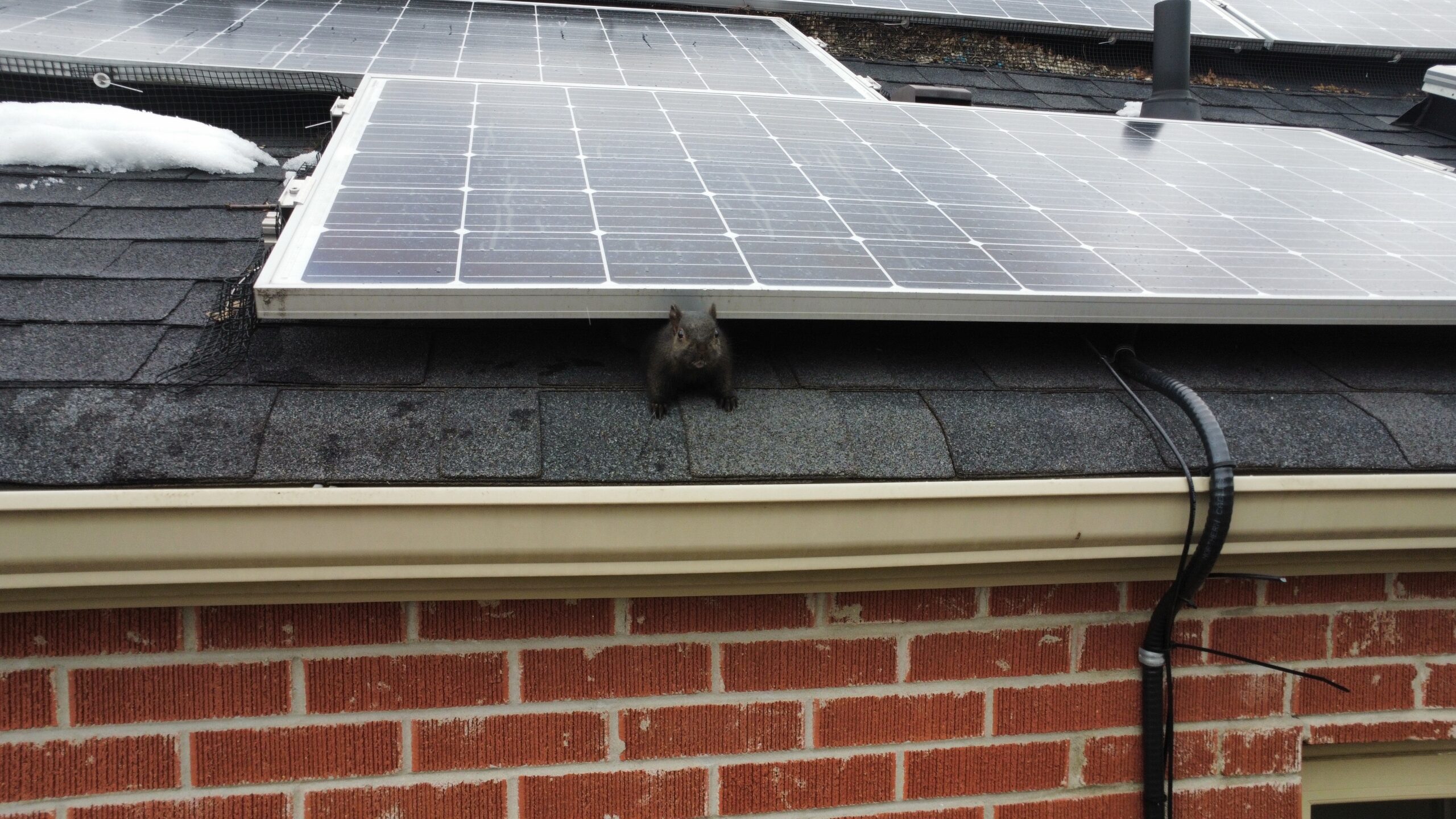 How Colorado’s Harsh Winters Drive Squirrels Into Attics and Chimneys