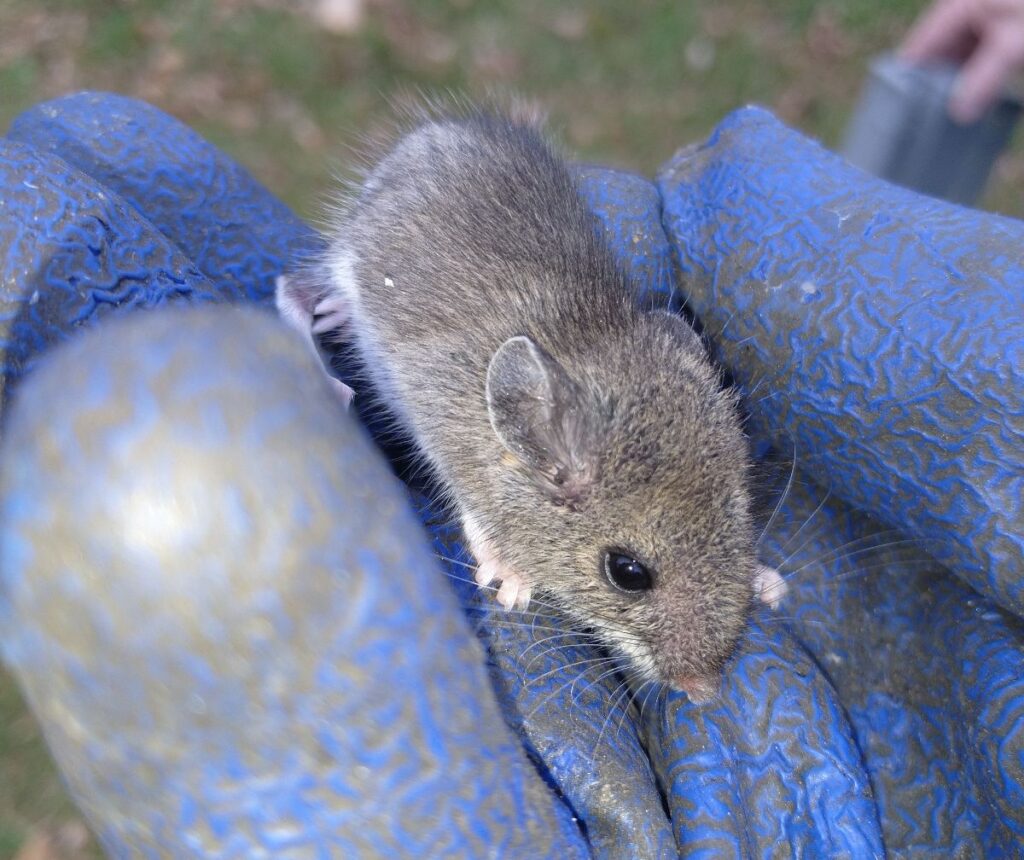 Mouse Caught by Skedaddle Technician