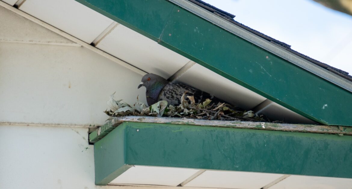 How Pigeons and Other Birds Create Problems for Atlanta Businesses
