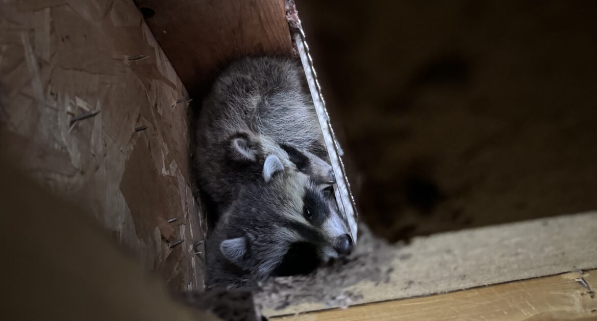 How Raccoons Adapt to Urban Living in St. Paul