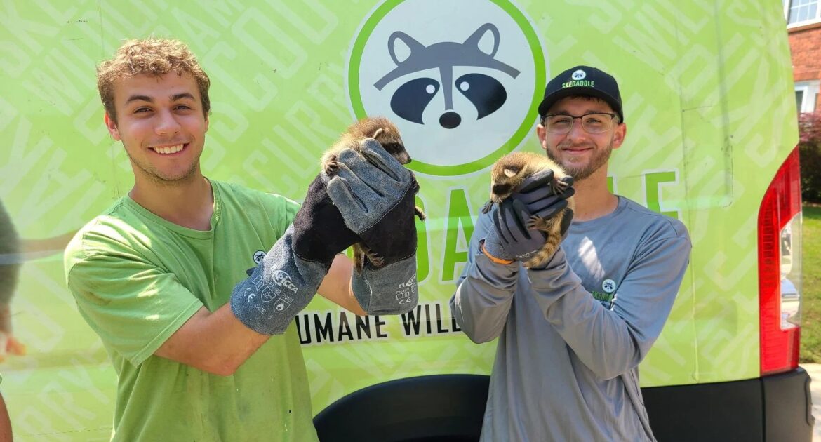 How Raccoons Break Into Atlanta Homes Through Chimneys and Roof Vents