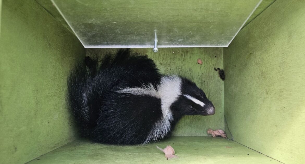 How Skunks Damage Lawns While Searching for Winter Food