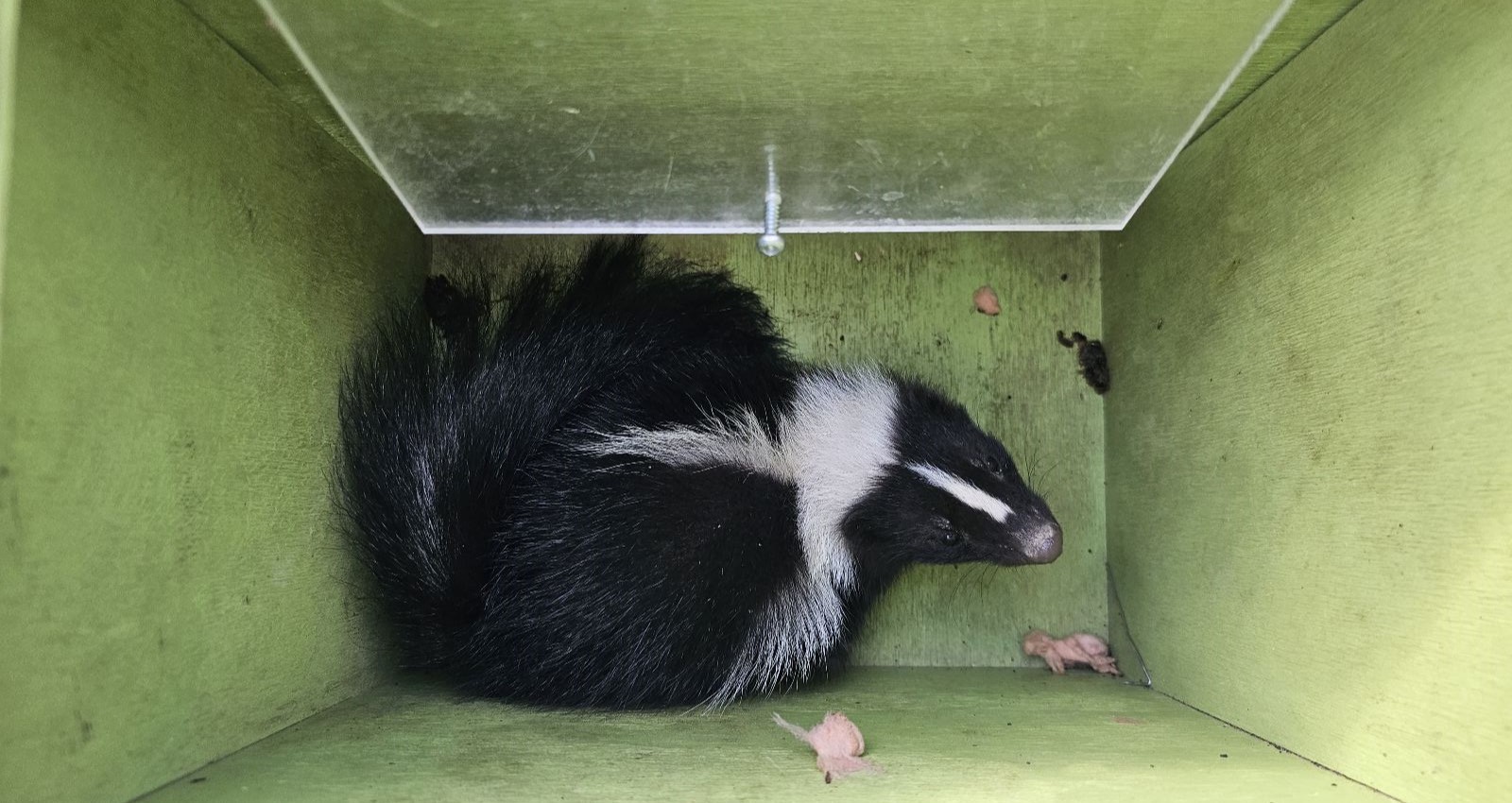 How Skunks Damage Lawns While Searching for Winter Food